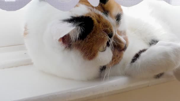 Adorável gato deitado no peitoril da janela — Vídeo de Stock
