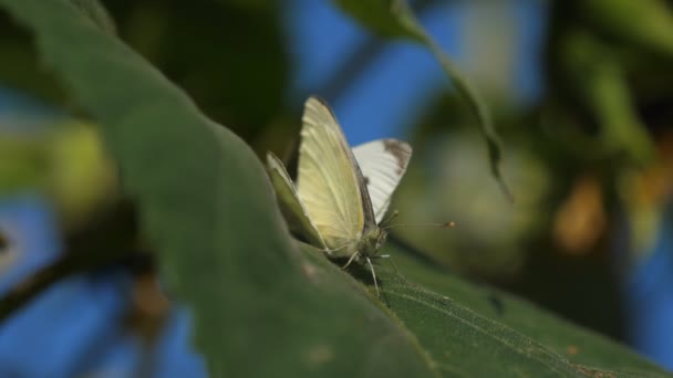 Close Two White Cabbage Butterflies Mating Big Green Sunflower Leaf — Stock Video