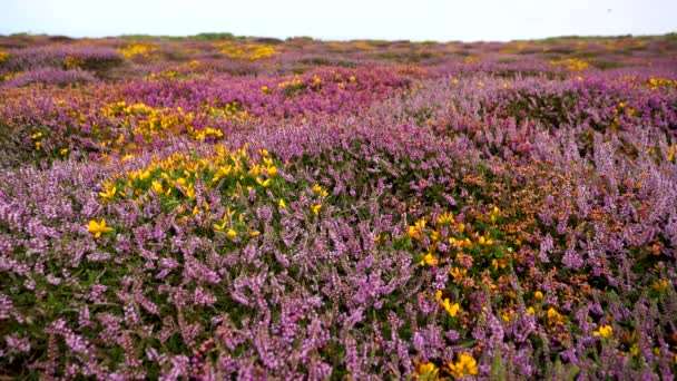 Flerfärgad Matta Vilda Blommor Hedmark Cornwall — Stockvideo