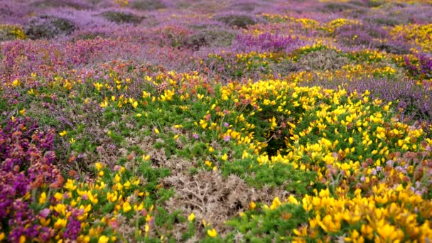 野生の健康 紫と一般的な馬の鮮やかな色 黄色の花のフィールドの背景 — ストック動画