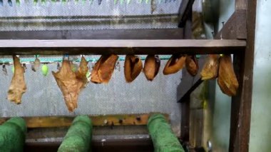 Çekim sırasında kuluçkadan çıkan kelebek yavrularını görüyoruz..