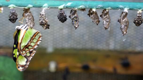 Close Malachite Butterfly Drying Emerging Its Pupa Hatchery Handheld Camera — Stock Video
