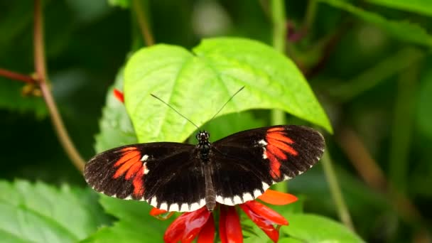 Fekete Piros Fehér Postás Zongora Kulcs Formájában Pillangó Heliconius Melpomene — Stock videók