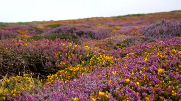 Colores Vivos Flores Brezo Flor Silvestre Páramo Cornwall Parte Superior — Vídeos de Stock