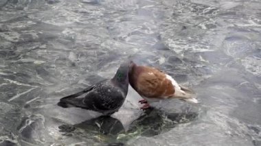 Vahşi güvercin çifti kur yapıyor ve öpüşüyor veya cilalanmış granit döşeme üzerinde fatura kesiyor, dişi gagasını erkeklerinkine sokuyor; her iki hayvan da ayaklarına veya ayak parmağına zarar vermiş ve kayıp..