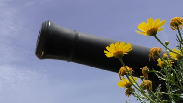 Eski Siyah Top Tabancası Sarı Çiçek Askısı Mavi Gökyüzüne Odaklanmış — Stok video