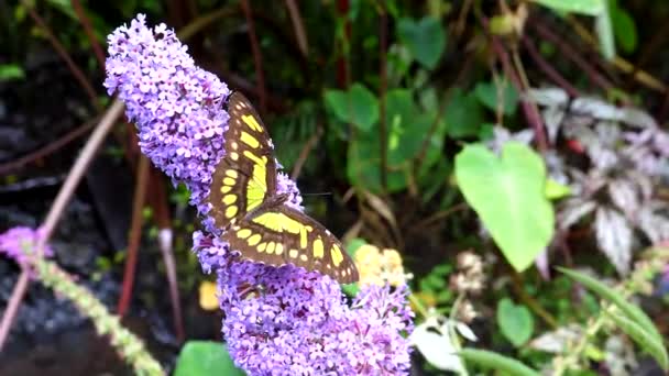 マラカイト蝶は熱帯の花の蜜を食べ それは翼を羽ばたき ハンドヘルドカメラ — ストック動画