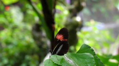 Siyah kırmızı renkli postacı kelebeği yeşil yaprakta sallanıyor..