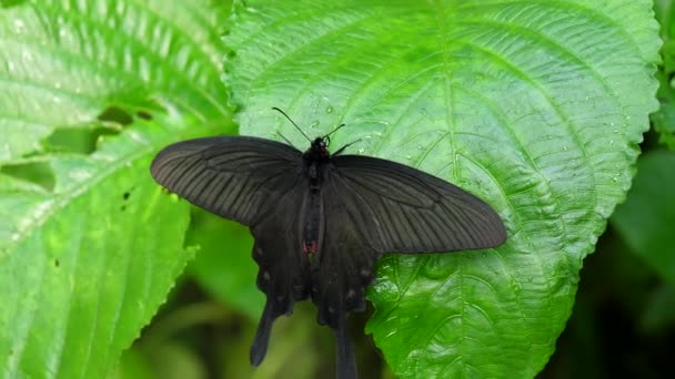 Couleur Noire Rose Rose Swallowtail Papillon Repose Sur Une Grande — Video