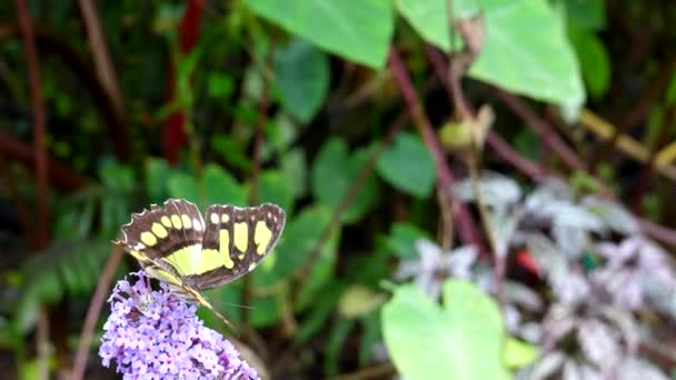 Aktiver Malachit Schmetterling Ernährt Sich Weiter Von Einer Rosafarbenen Blume — Stockvideo