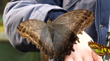 Koyu kahverengi baykuş kelebeği ve Malachite bir çocuğun ellerinde oturuyorlar..