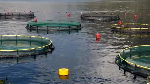 Open Sea Offshore Aquaculture Group Fish Net Cages Anchored Calm — Stock Video