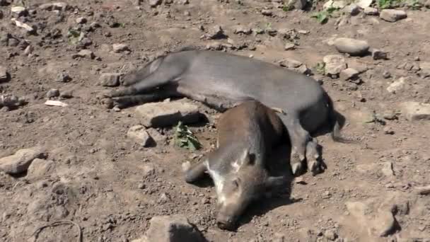 Porcos Adultos Fêmeas Jovens Cinzentos Escuros Não Identificados Deitados Sujeira — Vídeo de Stock