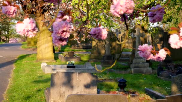 Flor Cerezo Primavera Antiguo Cementerio Inglés Centran Lápidas — Vídeos de Stock