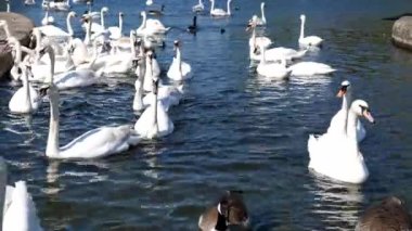 Güneşli bir günde, sudaki büyük bir kuğu sürüsü..