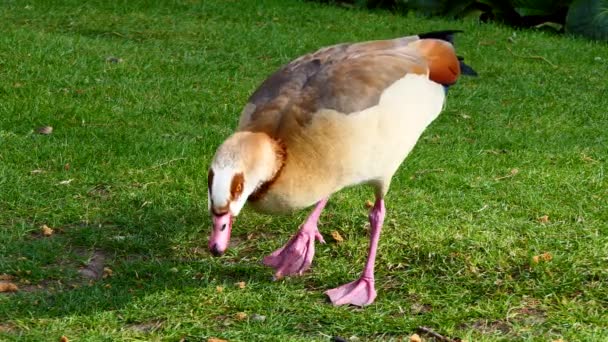 緑の芝生の上でパン粉を食べるピンクの足のエジプトのガチョウ — ストック動画