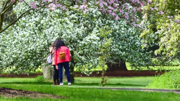 Zwei Frauen Genießen Die Frühlingsblüte Park Und Zoomen Heraus — Stockvideo