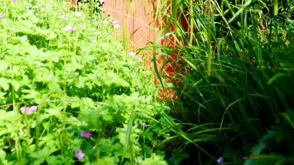 Przechyl Ujęcie Czerwonych Drzwi Ukrytych Zieloną Trawą Kwiatami Krzewem Bluszczem — Wideo stockowe