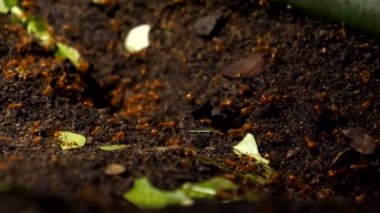 Kahverengi yapraklı karınca kolonisi hayatı. Dev bir karınca vardır, belki de kraliçe yavaşça sürünerek yeraltı yuvasına girer, birkaç karınca yaprak parçasını dikey pozisyona getirir ve sadece bir karınca onu deliğe taşır..