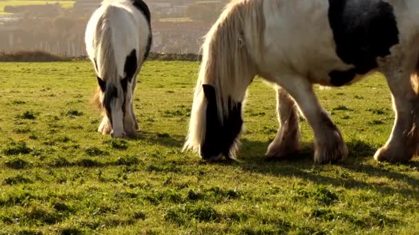 Due Cavalli Bianchi Con Macchie Nere Pascolo Erba Sulla Collina — Video Stock