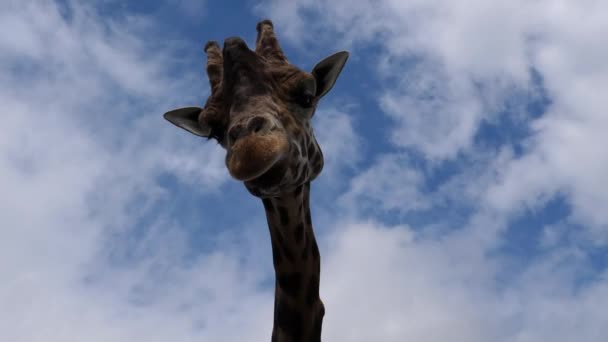 Diretamente Abaixo Tiro Cabeça Girafa Perto Contra Nuvens Brancas Céu — Vídeo de Stock