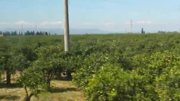 Blick Auf Die Sizilianische Agrarlandschaft Durch Bewegliches Passagierzugfenster Des Orangenhains — Stockvideo