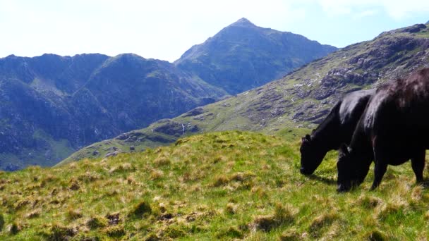 Two Black Cows Grazing Grass High Altitude Snowdonia National Park — Αρχείο Βίντεο