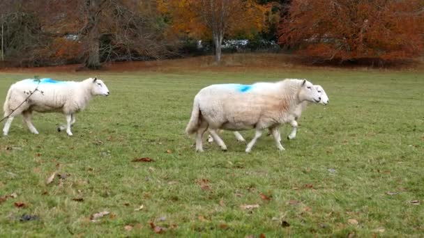 Macchina Fotografica Panning Piccolo Gregge Pecore Piedi Passato Nel Parco — Video Stock