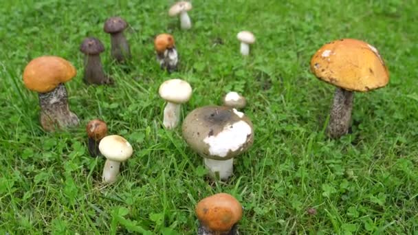 Camera Beweegt Boven Groep Van Verschillende Paddenstoelen Het Gras Ondiepe — Stockvideo