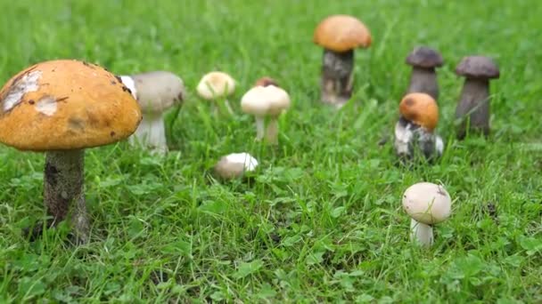 Câmera Mão Tiro Grupo Cogumelos Comestíveis Dos Quais Boleto Vidoeiro — Vídeo de Stock