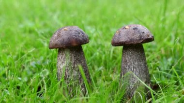 İki boyuta yakın, kahverengi Birch Boletus, titreyen çimenlerde Leccinum scabrum..