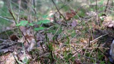 Beyaz porselen Penny Bun, Porcini ya da çürüyen mantar Boletus Edulis 'e doğru orman zeminindeki bitkilerin el kamerasıyla çekilmiş görüntüleri. Normalde Ceps 'in kahverengi şapkası vardır ve en çok mantarların peşindedir..