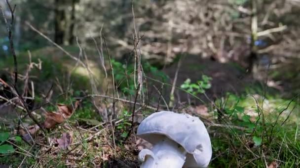不同寻常的白色像瓷器的颜色 一定是棕色的 在森林里有蘑菇 可能是发霉的 向下倾斜 — 图库视频影像