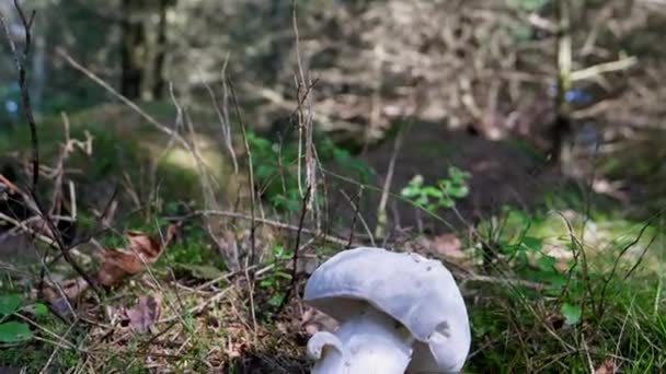 Alb Neobișnuit Culoare Porțelan Trebuie Fie Maro Ciuperci Boletus Pădure — Videoclip de stoc