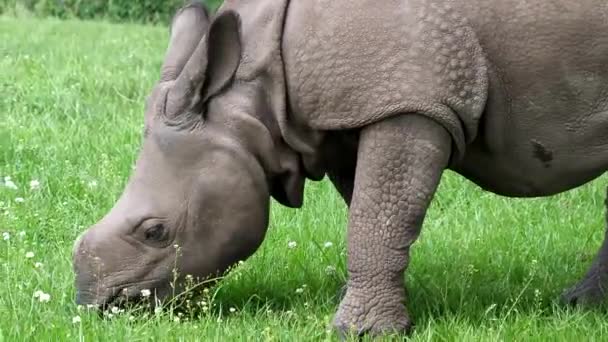 Sluiten Van Neushoorn Kalf Hoofd Grazen Groen Gras Het Weiland — Stockvideo