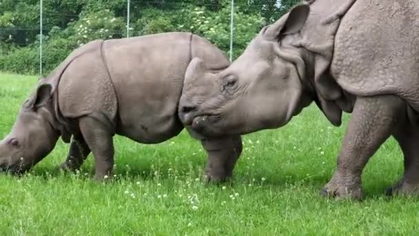 Rhino Rinoceronte Hembra Ternera Comiendo Hierba Prado Verano Cerca Malla — Vídeo de stock