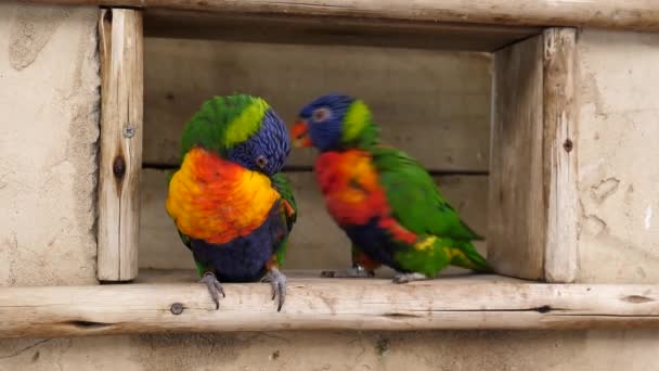 Δύο Παπαγάλοι Του Ουράνιου Τόξου Στολίζονται Προετοιμάζονται Καθισμένοι Στο Παράθυρο — Αρχείο Βίντεο