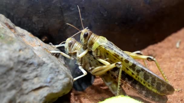 Close Two Locusts Mating — Stock Video