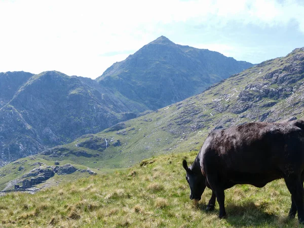 Snowdonia dağlarında otlayan siyah inek manzarası, manzaranın arka planında görünen Snowdon Dağı..