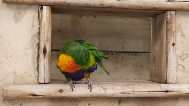 Jeden Australský Duhový Lorikeet Připravuje Rámu Přijde Další Papoušek Řekne — Stock video