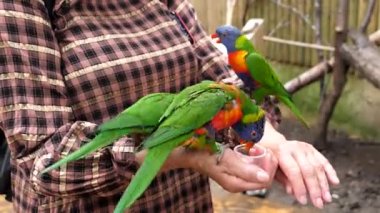 Kadınların ellerinde sıvı yiyecek ve tropikal kuşlar olan bardakları tutarken gökkuşağı papağanları nektar içiyorlar..