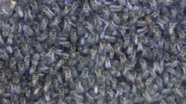 Arı kolonisi hayat camı