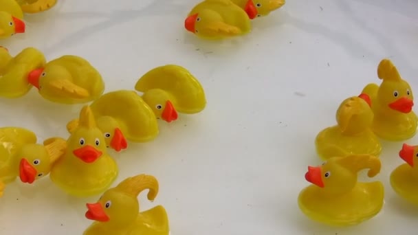 Toy ducks floating in water — Stock Video