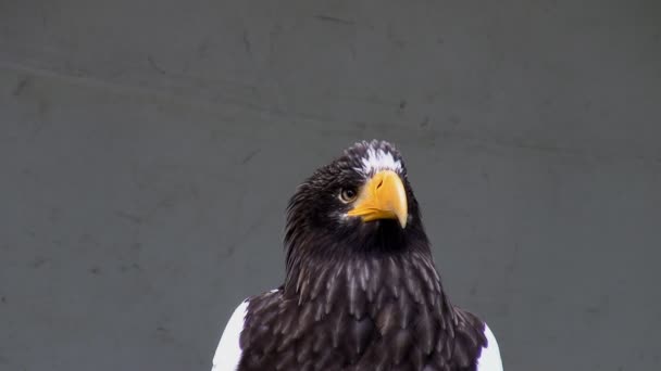 Steller sea eagle crying — Stock Video
