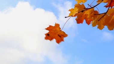 Mavi gökyüzü turuncu yaprak yakın çekim