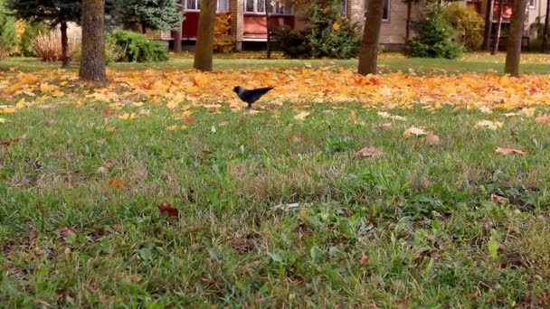 Krähen und fallende Herbstblätter — Stockvideo