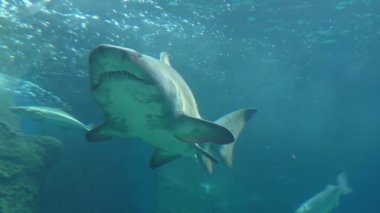 Büyük beyaz köpekbalığı dişleri ve karın