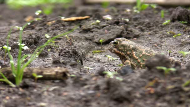 Toad salta fuori dalla vista — Video Stock