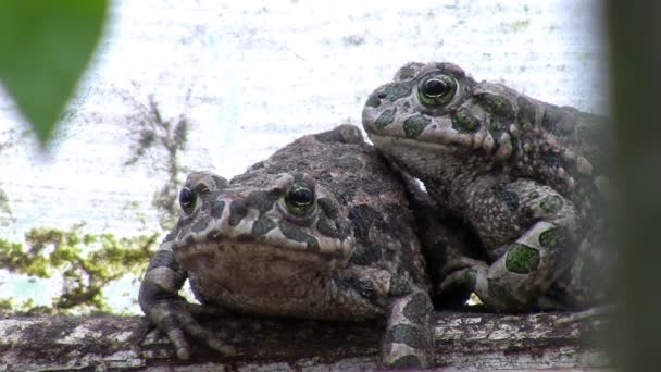 Two toads hiding. — Stock Video