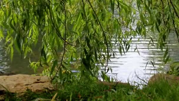 Hiding under willow tree — Stock Video